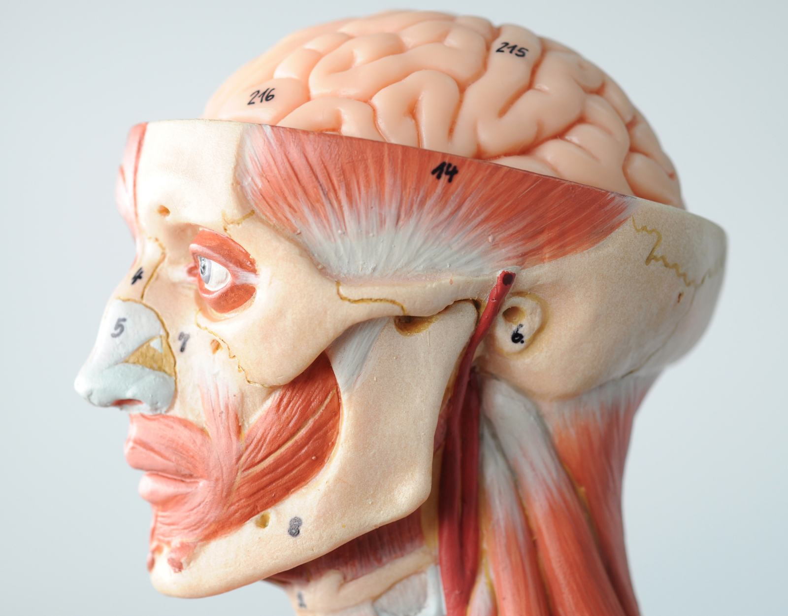 Human Anatomy & Physiology Summer School