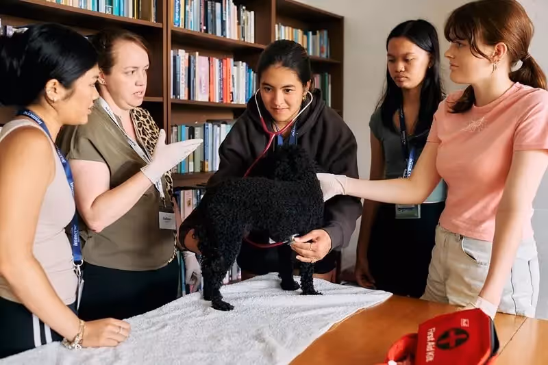 Academic Insights – Veterinary Studies