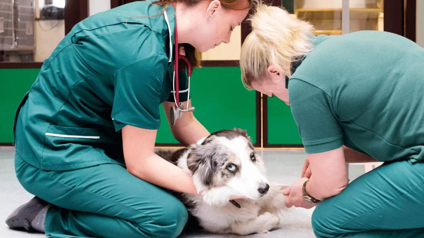 Academic Insights – Veterinary Studies
